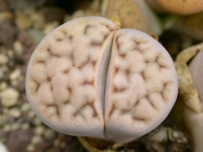 Lithops karasmontana